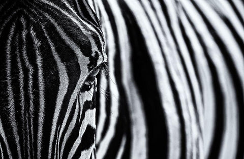 The Look Of Nature White Modern Wood Framed Art Print with Double Matting by Tagliarino, Marco