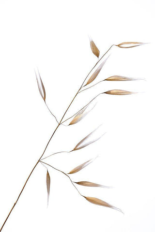 Subtle Delicateness White Modern Wood Framed Art Print with Double Matting by Lagandre, Thierry