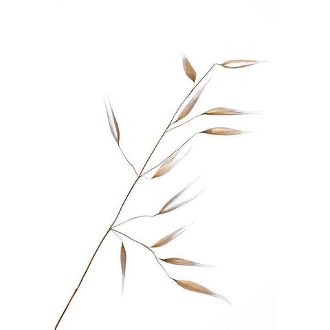 Subtle Delicateness White Modern Wood Framed Art Print by Lagandre, Thierry