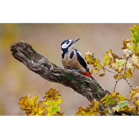 Autumn Woodpecker Black Modern Wood Framed Art Print by Suarez, Mario