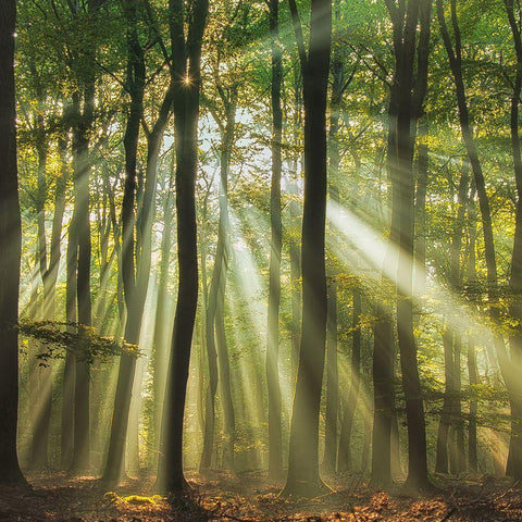 Sunny Start To The Day ........ Black Modern Wood Framed Art Print by Haaksma, Piet