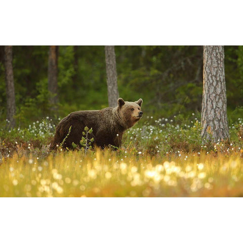 Brown Bear Black Modern Wood Framed Art Print by Gavra, Assaf