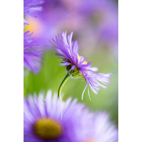 Summer Splash Black Modern Wood Framed Art Print with Double Matting by Ljubicic, Dusan