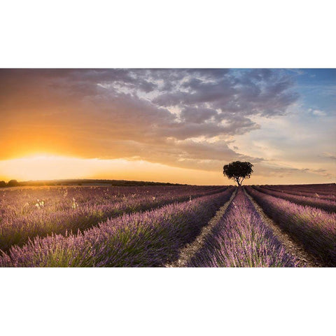 Destination Lavender White Modern Wood Framed Art Print by Ros, Fran