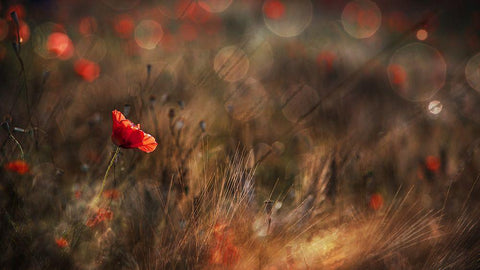 Poppy White Modern Wood Framed Art Print with Double Matting by Quaglia, Nicodemo