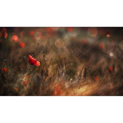 Poppy White Modern Wood Framed Art Print by Quaglia, Nicodemo