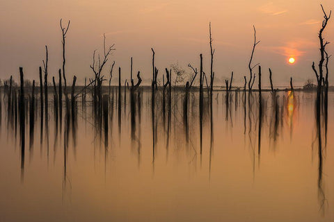 Drowned Forest ........... White Modern Wood Framed Art Print with Double Matting by Haaksma, Piet