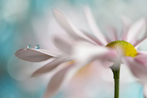 Tiny Duo Black Ornate Wood Framed Art Print with Double Matting by Westum, Heidi