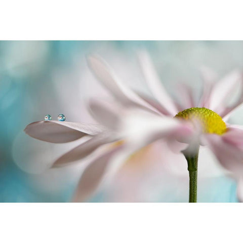 Tiny Duo White Modern Wood Framed Art Print by Westum, Heidi