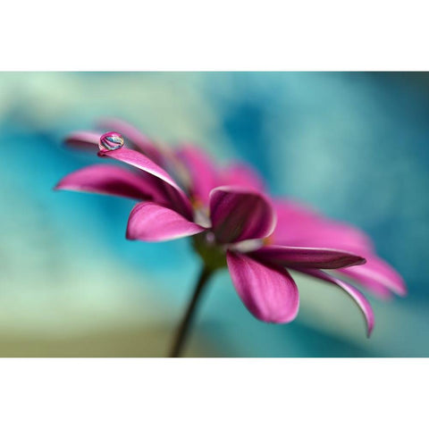 Pattern Drop Black Modern Wood Framed Art Print with Double Matting by Westum, Heidi