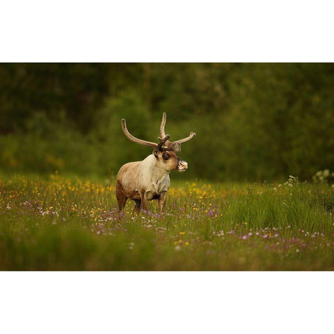 Caribou In Grass Land White Modern Wood Framed Art Print by Gavra, Assaf