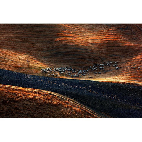 Il Gregge 3 White Modern Wood Framed Art Print by Della Latta, Massimo
