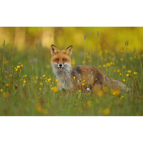 Red Fox White Modern Wood Framed Art Print by Gavra, Assaf