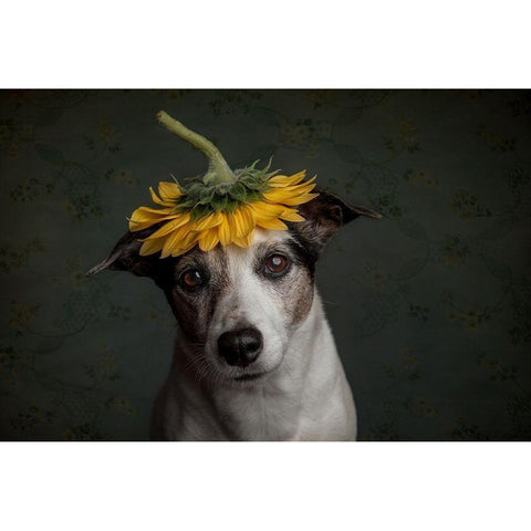 Does She Realize She Looks Like A Sunflower.... Black Modern Wood Framed Art Print with Double Matting by Willers, Heike