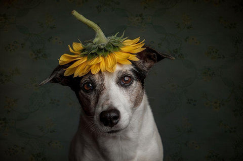 Does She Realize She Looks Like A Sunflower.... Black Ornate Wood Framed Art Print with Double Matting by Willers, Heike