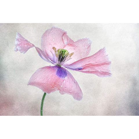 Pastel Poppy Black Modern Wood Framed Art Print with Double Matting by Disher, Mandy