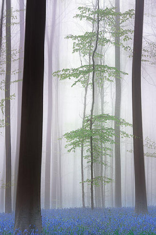 Foggy Forest .... White Modern Wood Framed Art Print with Double Matting by Haaksma, Piet