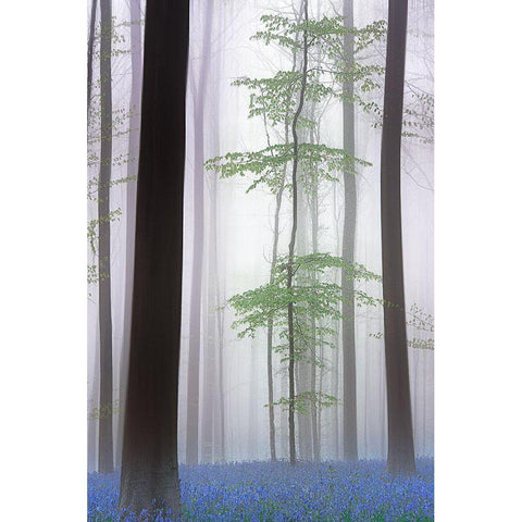 Foggy Forest .... Black Modern Wood Framed Art Print with Double Matting by Haaksma, Piet