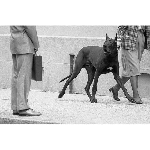 Great Dane Bodyguard-From The Series Qboy Meets Girlq Black Modern Wood Framed Art Print with Double Matting by Matthes, Dieter