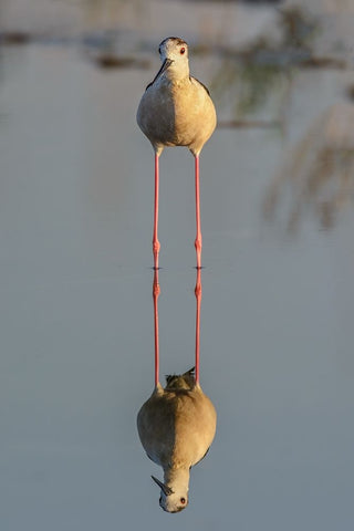 Mirror White Modern Wood Framed Art Print with Double Matting by Tamajo, Massimo