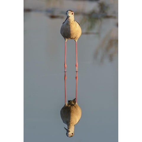 Mirror Gold Ornate Wood Framed Art Print with Double Matting by Tamajo, Massimo