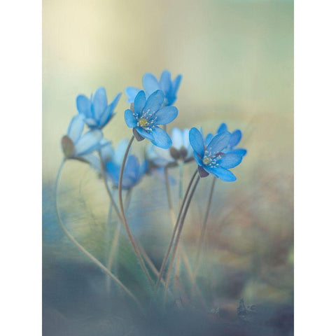 Memories Of A Spring White Modern Wood Framed Art Print by Zandersons, Davis