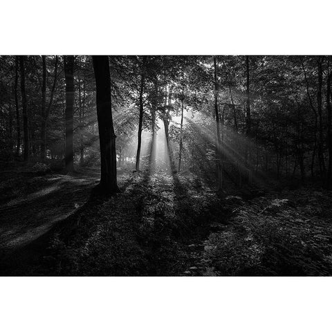 A Sunny Morning Black Modern Wood Framed Art Print by Londal, Leif