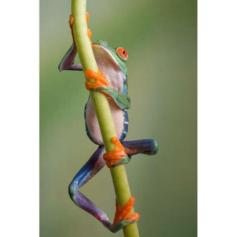 Ascending Black Modern Wood Framed Art Print with Double Matting by Schneider, Cheryl