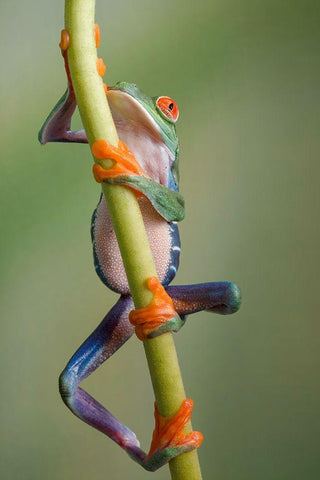 Ascending White Modern Wood Framed Art Print with Double Matting by Schneider, Cheryl