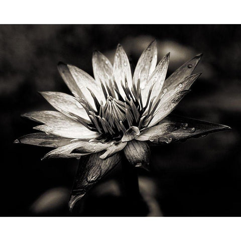 Maprderfackel [D0811-077.2] Gold Ornate Wood Framed Art Print with Double Matting by Sannwald, Joerg