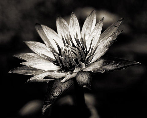 Maprderfackel [D0811-077.2] Black Ornate Wood Framed Art Print with Double Matting by Sannwald, Joerg