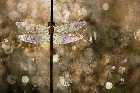 Morning Light Black Ornate Wood Framed Art Print with Double Matting by Blanken, Rob