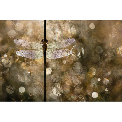 Morning Light Black Modern Wood Framed Art Print by Blanken, Rob