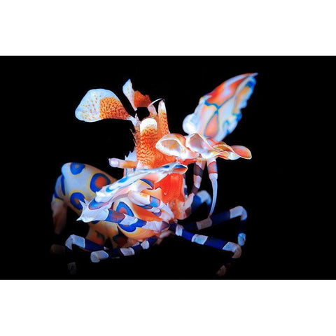 Harlequin Shrimp White Modern Wood Framed Art Print by Gabriel, Barathieu
