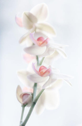 Pale Beauty Black Ornate Wood Framed Art Print with Double Matting by Pfeiffer, Peter