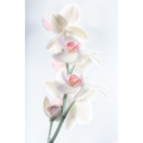 Pale Beauty Black Modern Wood Framed Art Print by Pfeiffer, Peter