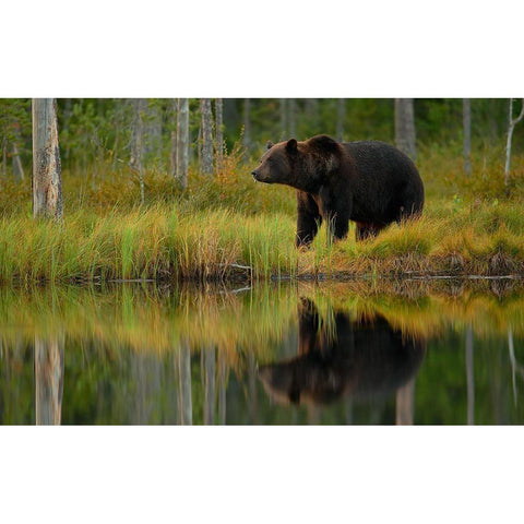 Bear And Fish *** Black Modern Wood Framed Art Print by Gavra, Assaf