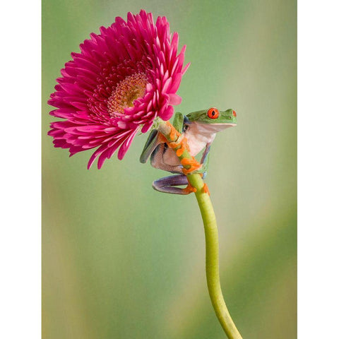 Lookout White Modern Wood Framed Art Print by Schneider, Cheryl