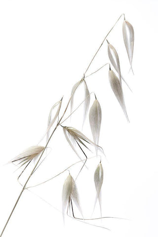 Reed Delicacy White Modern Wood Framed Art Print with Double Matting by Lagandre, Thierry