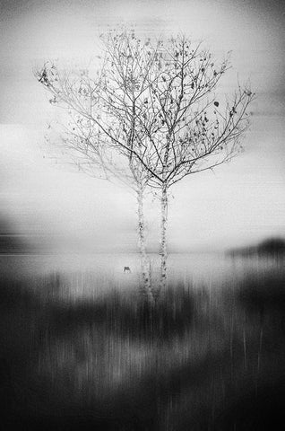 That Tree White Modern Wood Framed Art Print with Double Matting by Perez Acevedo, Lisandro