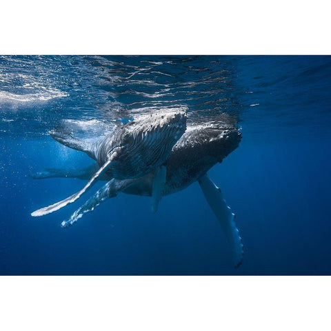 Humpback Whale Gold Ornate Wood Framed Art Print with Double Matting by Gabriel, Barathieu