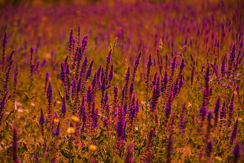 Violets White Modern Wood Framed Art Print with Double Matting by Heidari, Ali