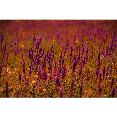 Violets Black Modern Wood Framed Art Print by Heidari, Ali