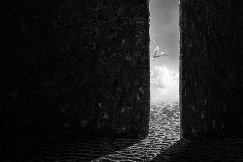 The White Bird White Modern Wood Framed Art Print with Double Matting by Almawash, Sulaiman