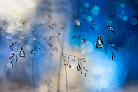 Blue Rain White Modern Wood Framed Art Print with Double Matting by Westum, Heidi