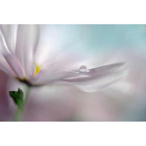 Where Dreams Come True Black Modern Wood Framed Art Print with Double Matting by Westum, Heidi