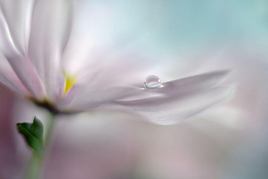 Image Only
