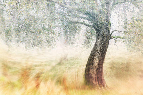 Twisted Dream Black Ornate Wood Framed Art Print with Double Matting by Davidsson, Gustav