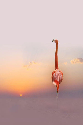 Sunset ... Black Ornate Wood Framed Art Print with Double Matting by Cseresnjes, Anna