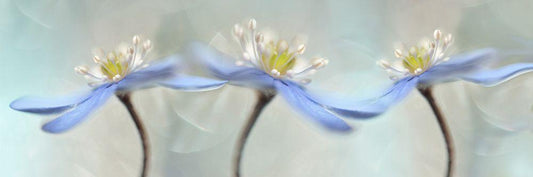 Image Only